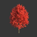 Vibrant Red Leaf Arbor with Lush Canopy and Bright Healthy Foliage