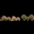 Diverse Ornamental Grasses with Various Colors and Textures Arranged Against Black Background