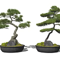 Bonsai Pine Trees with Curved Branches in Black Pots and Green Moss Stones