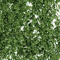 Lush Green Ivy Plants Dense Foliage For Natural Decorative Wall Covering