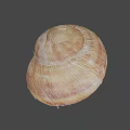Brown Spiral Snail Shell With Natural Texture On Gray Background 3d model