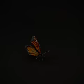 Monarch Butterfly with Spread Orange and Black Wings on Black Background Showing Shiny Reflection