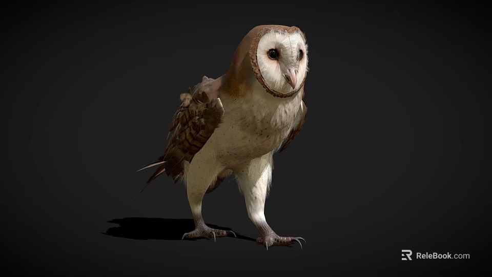 Barn Owl A Flying Animal Standing With Brown White Feathers Sharp Talons On Dark Background 3d model
