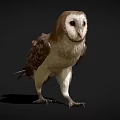 Barn Owl A Flying Animal Standing With Brown White Feathers Sharp Talons On Dark Background 3d model