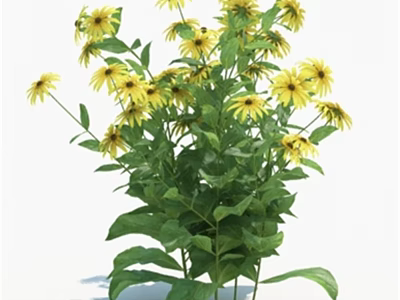 Vibrant Yellow Blooming Flowers With Fresh Green Leaves For Garden Decoration 3d model
