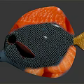 Vibrant Tropical Fish with Red Black Body Golden Tail and Net Like Scales