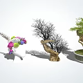 Stylish Indoor Bonsai Potted Plants With Various Branches And Green Foliage