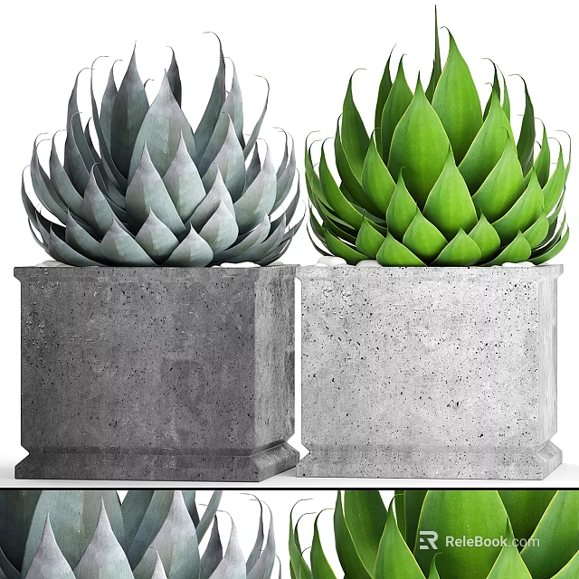 Garden Succulent Decor With Two Concrete Planters And Gray Green Dark Green Succulents 3d model 
