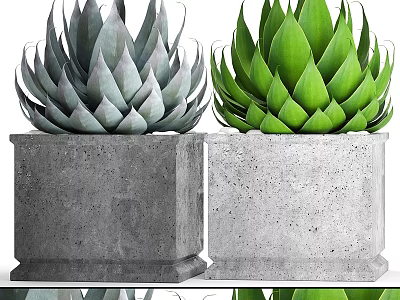 Garden Succulent Decor With Two Concrete Planters And Gray Green Dark Green Succulents 3d model