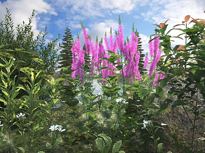 Purple Flowering Shrub with Lush Green Foliage and Small White Flowers in Sunlit Garden 3d model