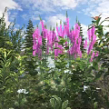 Purple Flowering Shrub with Lush Green Foliage and Small White Flowers in Sunlit Garden