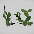 Realistic Green Cactus 3D Model With Multiple Flat Pads On White Background 3d model