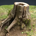 Old Tree Stump Covered With Green Moss Surrounded By Lush Grass And Exposed Roots