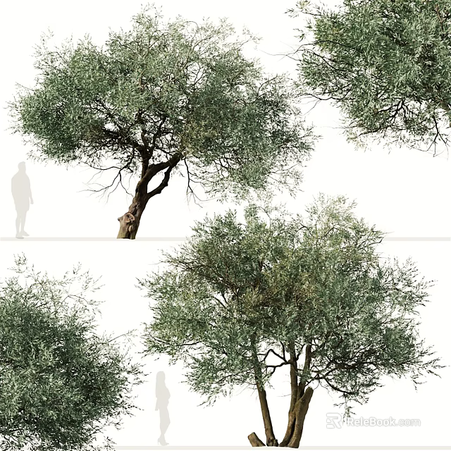 Olive Trees With Lush Green Foliage And Thick Trunks In Natural Setting 3d model