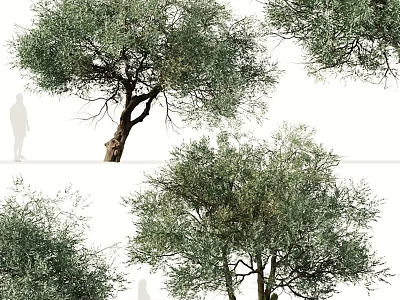 Olive Trees With Lush Green Foliage And Thick Trunks In Natural Setting 3d model