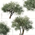 Olive Trees With Lush Green Foliage And Thick Trunks In Natural Setting 3d model