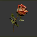 Beautiful Red and Orange Rose with Green Leaves on Dark Background