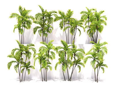 Tall Green Palm Trees With Lush Foliage For Garden Landscape Design 3d model