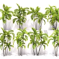 Tall Green Palm Trees With Lush Foliage For Garden Landscape Design