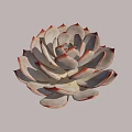 Rosette Shaped Succulent Plant With Grayish Green Leaves And Red Edges