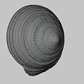 Intricate Natural Seashell With Spiral Pattern And Brown White Stripes