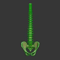 Detailed Human Spine And Pelvis Skeletal Organ Model Anatomical Structure