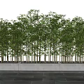 Tall Green Bamboo Rows Growing In Rectangular Concrete Planter On Slate Floor 3d model