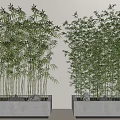 Tall Lush Bamboo Plants With Green Leaves In White Planters And Stones For Indoor Decoration