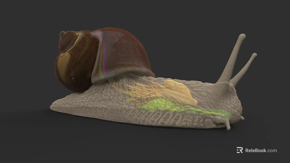 Detailed 3D Render of Garden Snail with Brown Shell and Textured Body 3d model 