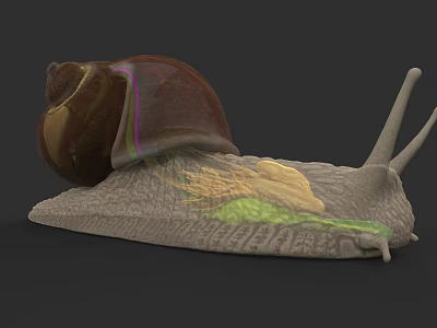 Detailed 3D Render of Garden Snail with Brown Shell and Textured Body 3d model