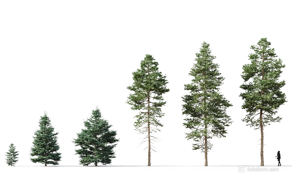 Coniferous Trees With Different Heights Growth Stages Green Foliage And Straight Trunks 3d model 