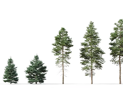 Coniferous Trees With Different Heights Growth Stages Green Foliage And Straight Trunks 3d model