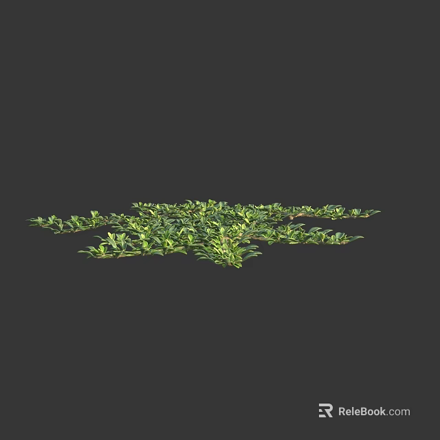 Lush Green Ground Cover Plants With Dense Leaves And Vibrant Growth 3d model 