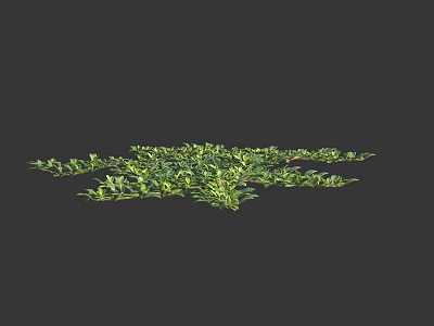 Lush Green Ground Cover Plants With Dense Leaves And Vibrant Growth 3d model