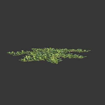 Lush Green Ground Cover Plants With Dense Leaves And Vibrant Growth 3d model