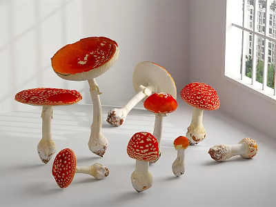 Fresh Red and White Spotted Mushroom Vegetables in Bright White Room With Natural Light 3d model