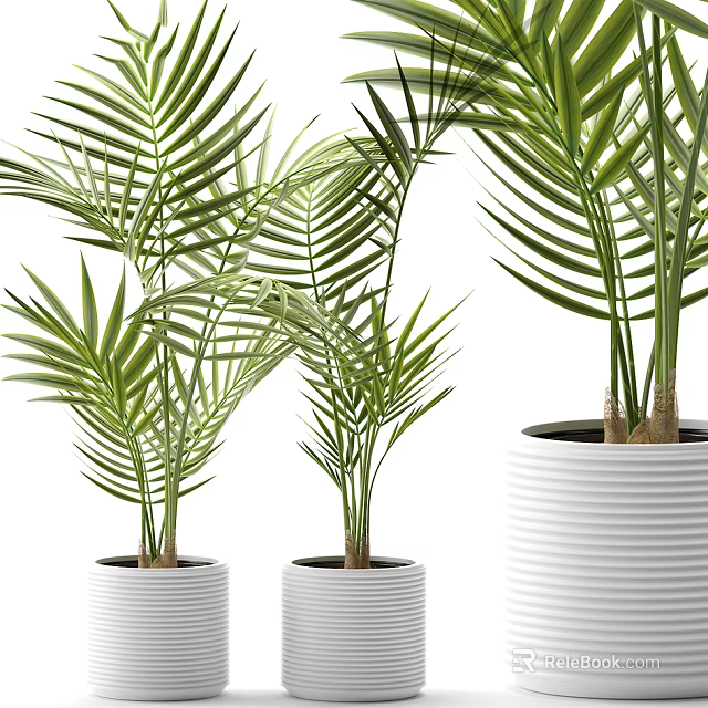 Indoor Bonsai Potted Plants With Green Palm Leaves In White Striped Pots 3d model 
