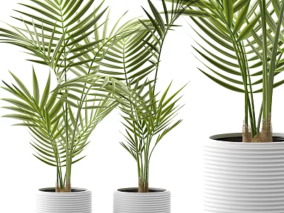 Indoor Bonsai Potted Plants With Green Palm Leaves In White Striped Pots 3d model