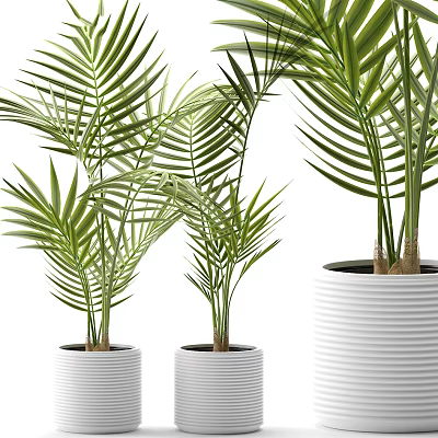Indoor Bonsai Potted Plants With Green Palm Leaves In White Striped Pots 3d model