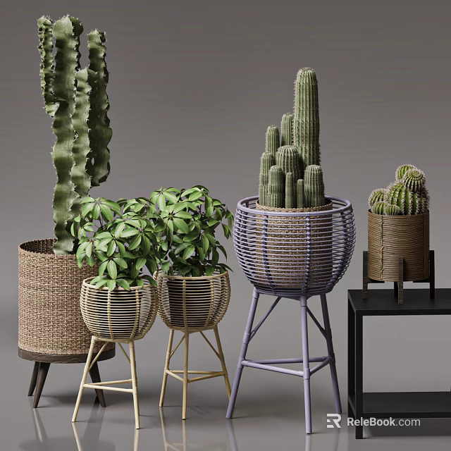 Indoor Potted Bonsai and Cactus Plants in Woven Baskets with Colorful Stands 3d model 