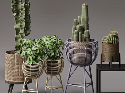 Indoor Potted Bonsai and Cactus Plants in Woven Baskets with Colorful Stands 3d model