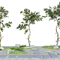 Various Types of Ornamental Arbor Trees with Stone Path Stones and Small Plants