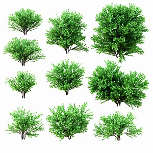 Modern Shrubs Garden Shrubs 3d model