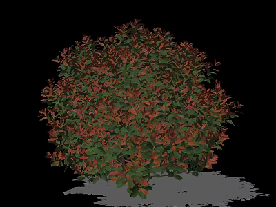 Rounded Shrub With Red And Green Leaves In Black Background With Shadow 3d model