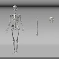 Medical Equipment Human Skeleton Model With Spine And Skull For Anatomical Teaching