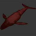 Realistic Blue Whale Model Displayed On Dark Background With Detailed Skin Texture Fins And Tail