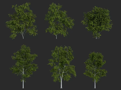 Various Arbor Trees With Green Foliage And White Trunks In Different Forms 3d model
