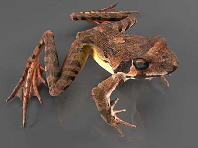 Brown And Black Striped Reptile With Yellow Underbelly Large Eyes And Natural Limb Structure 3d model