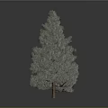 Lush Pine Tree With Dense Green Foliage And Brown Trunk Against Gray Background 3d model