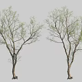 Two Trees With Slender Branches And Fresh Green Leaves Standing Side By Side 3d model